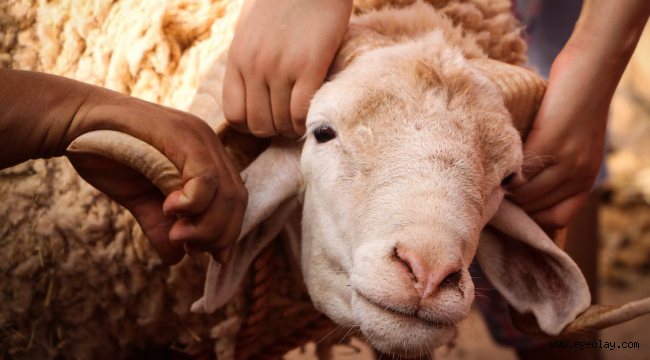 Eid al-Adha (Kurban Bayramı) in Turkey: The Complete Religious Bayram Guide 2026 - Turkey travel guide, tips and tour insights | My Turkey Adventure
