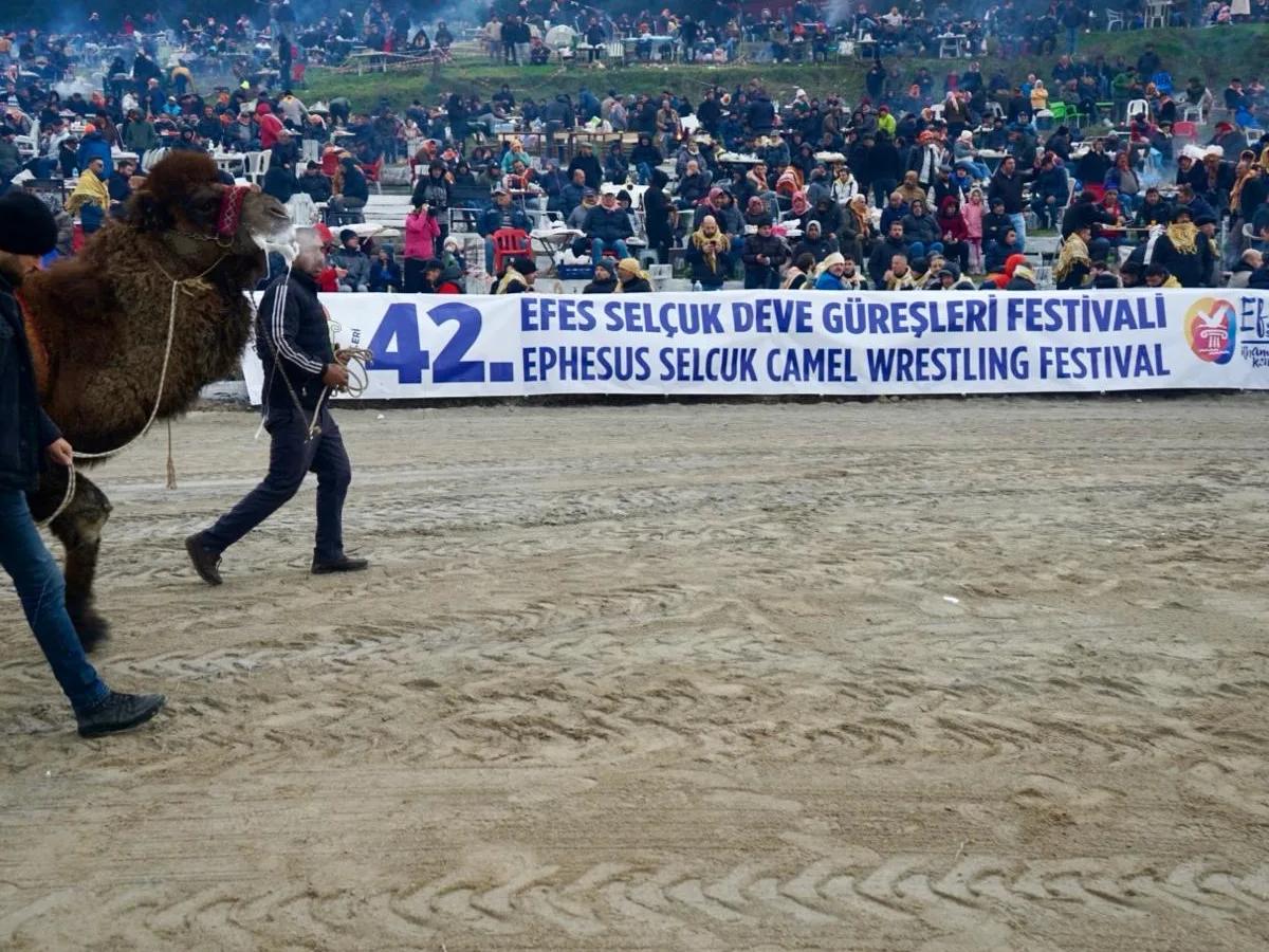 Camel Wrestling in the Aegean: Selçuk's Winter Festival - Turkey travel guide, tips and tour insights | My Turkey Adventure