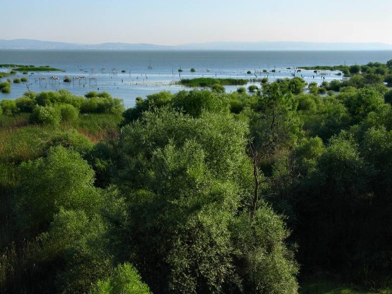 Kuş Cenneti: Lake Manyas Bird Paradise National Park - Turkey travel guide, tips and tour insights | My Turkey Adventure
