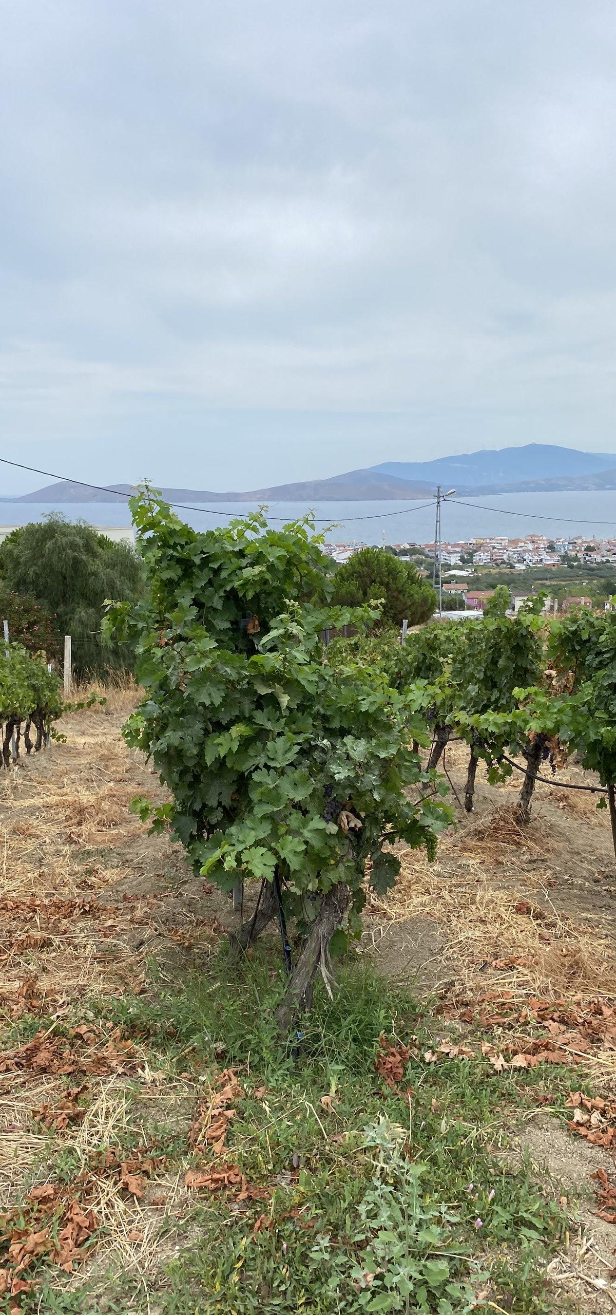 Turkey Wine Tour 2026: Cappadocia & Aegean Vineyards 8-Day Itinerary - Turkey travel guide, tips and tour insights | My Turkey Adventure