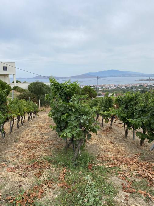 Turkey Wine Tour 2026: Cappadocia & Aegean Vineyards 8-Day Itinerary - Turkey travel guide, tips and tour insights | My Turkey Adventure