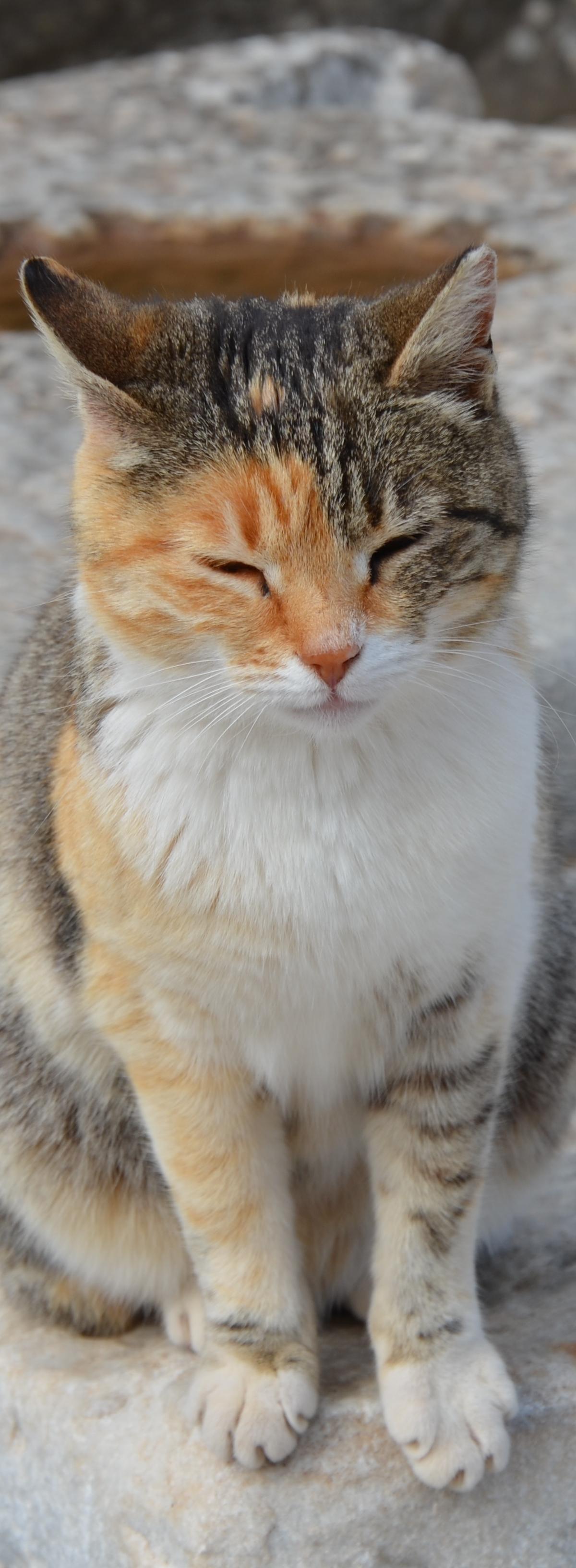 Cats of Istanbul: The Cultural Guide to the City's Beloved Felines - Turkey travel guide, tips and tour insights | My Turkey Adventure