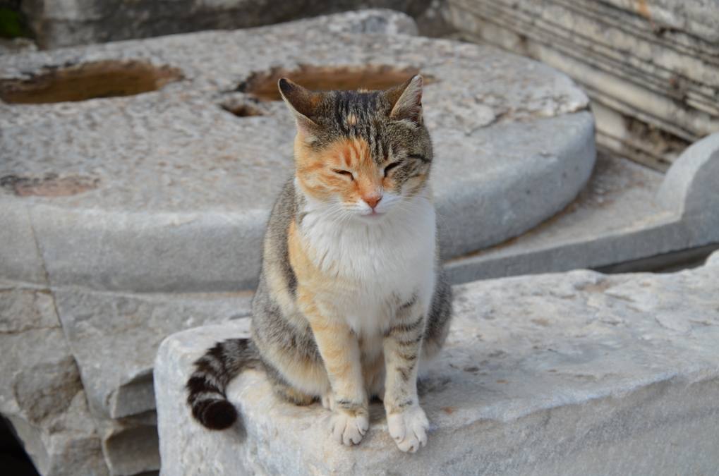 Türkiye Museum & Archaeological Site Entrance Fees (Official Live List) - Turkey travel guide, tips and tour insights | My Turkey Adventure